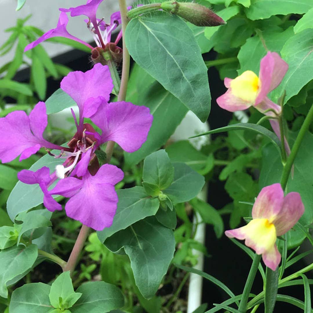 Plantable Greeting Card - ...to shape little minds