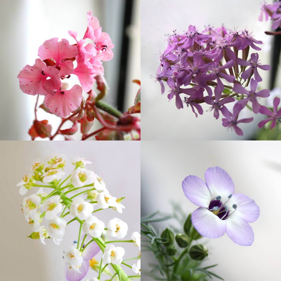 Grows Wildflowers - ...an idiot forever