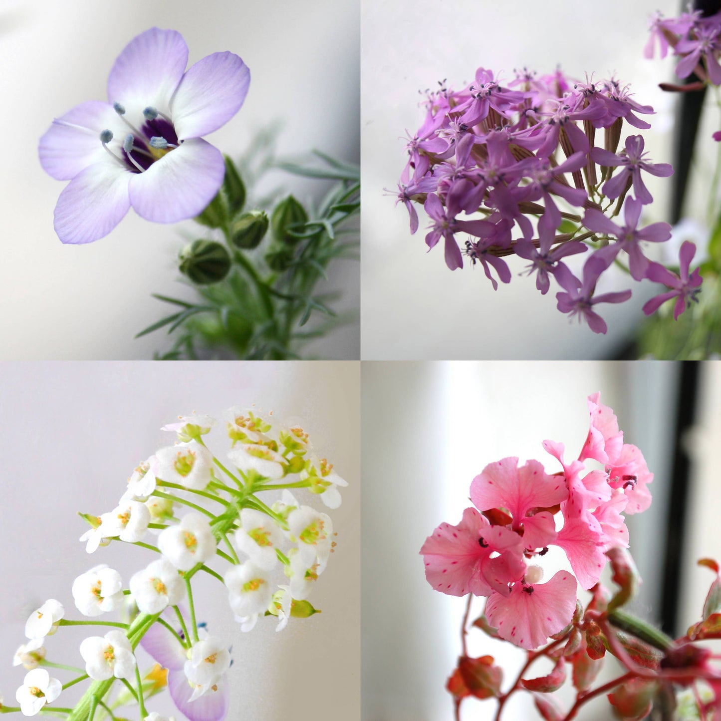 Wildflower Seed Paper Greeting Card - ...judge each other